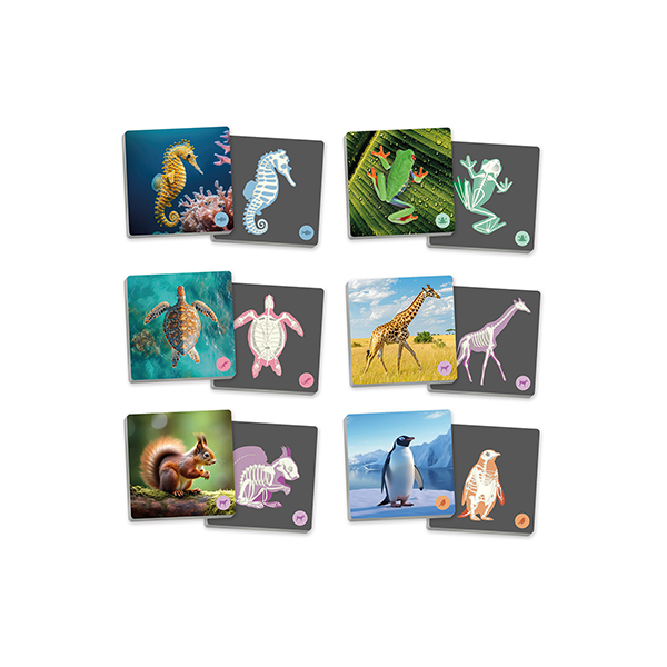 Maxi-memory animales vertebrados y su esqueleto