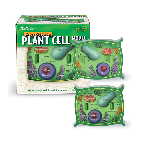 Modelo célula vegetal de sección transversal