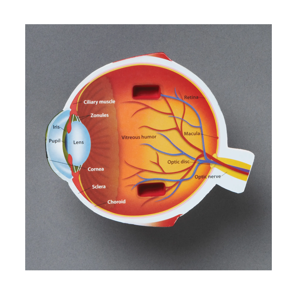Modelo ojo sección transversal